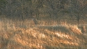 http://media.outdoorchannel.com/outdoorchannel/14/134/InPursuit_DeersTrick_125x71_2161527693_125x71.jpg