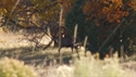 Outfitter Video