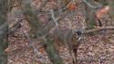 http://media.outdoorchannel.com/outdoorchannel/148/253/BM07_49576_5YrBucks_125x71_2301904293_125x71.jpg