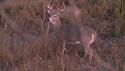 http://media.outdoorchannel.com/outdoorchannel/153/171/RTO_49691_SD_125x71_2308025728_125x71.jpg