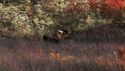 http://media.outdoorchannel.com/outdoorchannel/162/772/JSHA_49777_BrandNewCountry_125x71_2317095836_125x71.jpg