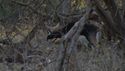 http://media.outdoorchannel.com/outdoorchannel/177/1005/TNSOW_50248_NoGangsters_125x71_2333079205_125x71.jpg