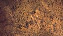 http://media.outdoorchannel.com/outdoorchannel/178/4/Furtakers_50272_bobcat_125x71_2333092682_125x71.jpg