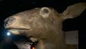 http://media.outdoorchannel.com/outdoorchannel/186/61/Wardens_50494_RoadDecoyPoaching_125x71_2342250615_125x71.jpg