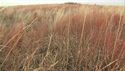http://media.outdoorchannel.com/outdoorchannel/19/99/OutdoorAmerica_SP43418_GameBirdMngmt_125x71_2166468244_125x71.jpg