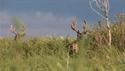 http://media.outdoorchannel.com/outdoorchannel/222/675/RTO_50969_SurpriseMuleDeer_125x71_2379916581_125x71.jpg
