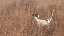 http://media.outdoorchannel.com/outdoorchannel/35/757/AB211-201203_GreenburgKS_125x71_2183917021_125x71.jpg