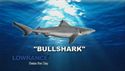http://media.outdoorchannel.com/outdoorchannel/419/465/BillDanceSaltwater_ep12-2009_FishingTip_JSG_1500k_125x71_125x71.jpg