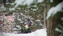 http://media.outdoorchannel.com/outdoorchannel/49/170/ST12-09_47312_125x71_2198008164_125x71.jpg