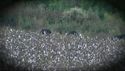 http://media.outdoorchannel.com/outdoorchannel/888/568/TecomateWhitetailNation_Episode108_SP43656_YoubeJudgePlotMaster_125x71_2004410124_125x71.jpg
